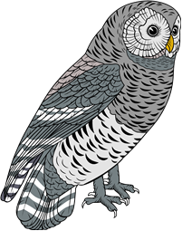 Barred Owl