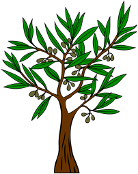 Olive Tree