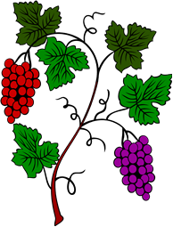 Grape Vine-2 Bunches