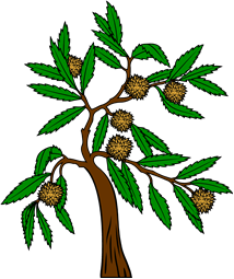 Chestnut Tree