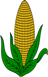 Ear of Corn