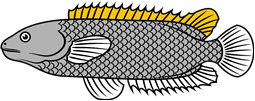 Anabas or Climbing Perch