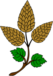 Hops Plant II