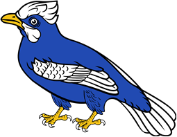 Blue Jay