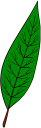 Bay Leaf