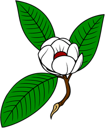 Magnolia