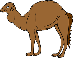 Camel Dromedary