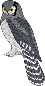 Northern Hawk Owl