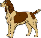 Spaniel Statant