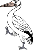 Pelican