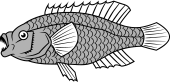 Gilt-Head or Sea Bream