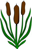 Bull-Rush (3)-Stalked-Leaved