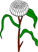 Garlic Plant