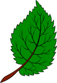 Elm Leaf