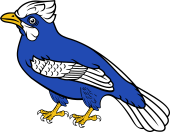 Blue Jay