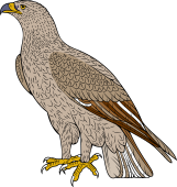 Booted Eagle