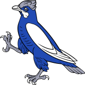 Blue Jay