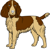 Spaniel Statant Guardant