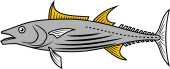 Bonito Tuna